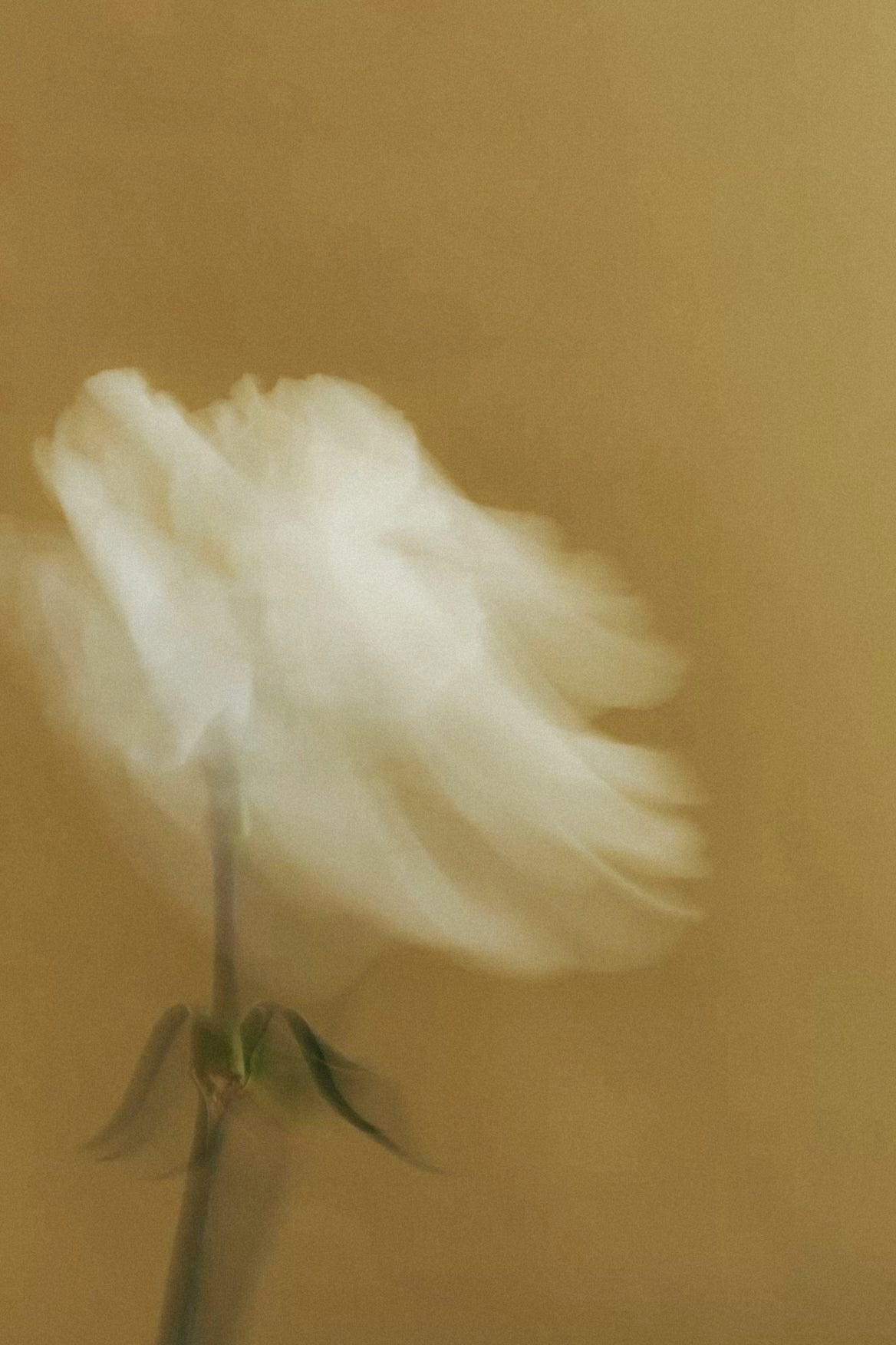 FRAGRANCE