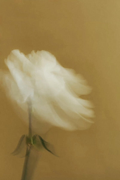 FRAGRANCE